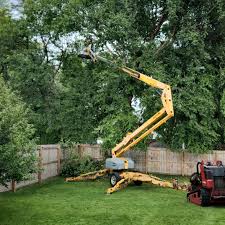 Professional Tree Care Services in Alma, GA