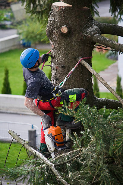 Best Tree Risk Assessment  in Alma, GA