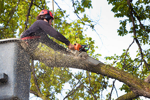 Lawn Pest Prevention in Alma, GA